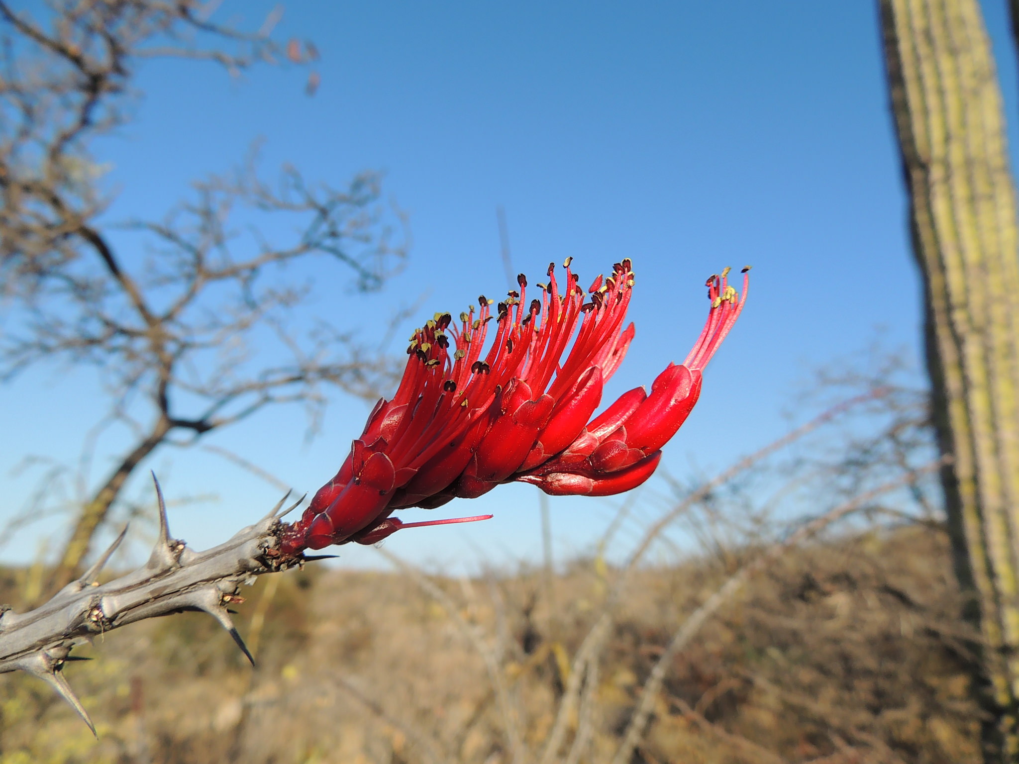 Fouquieria ochoterenae